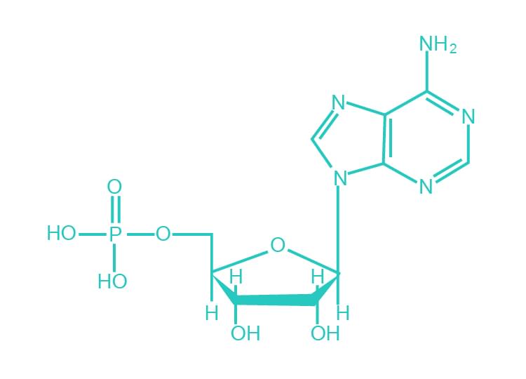 核酸(DNA/RNA)_イメージ